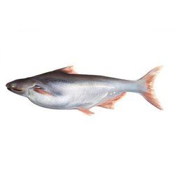 Live Basa Fish