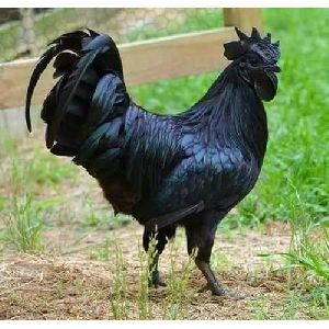 Kadaknath Chicken Meat Frozen