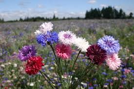 Bachelors button or Cornflower