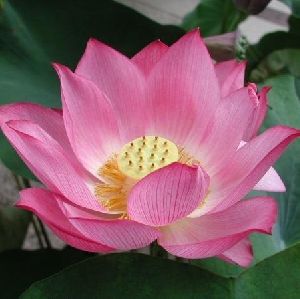 Lotus Fragrance