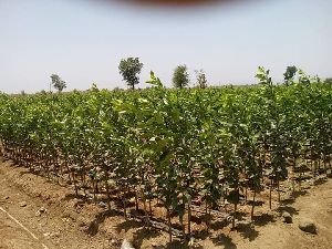 Karonda Green Plant