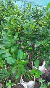 Nagpur Orange Grafted Plant