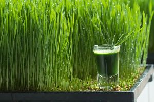 Green Grass Flavour - PALATIB GGHS