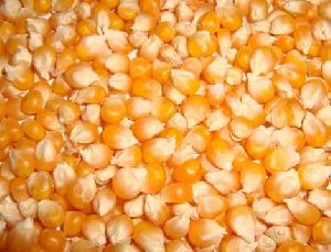 Organic Maize Seeds