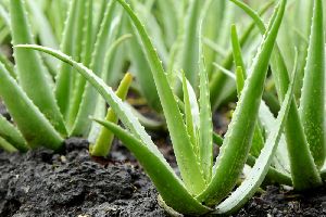 Aloe Vera Contract Farming