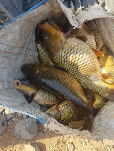 common carp