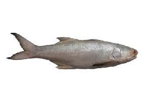 rawas fish