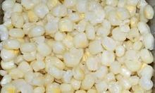 White indian Maize