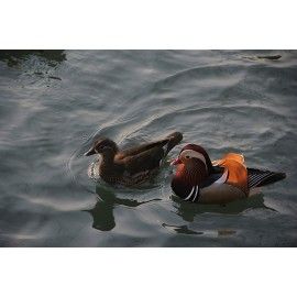 Floating Mandarin Ducks
