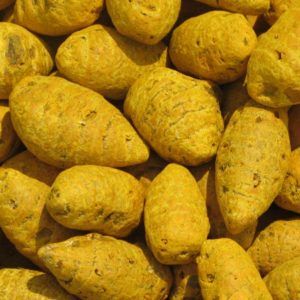 Turmeric Bulbs