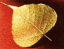 24kt Gold Plated Natural Leaf