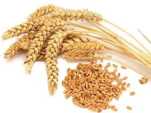 Grain Seed