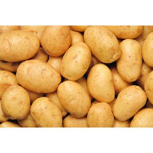 Fresh 3797 Potato