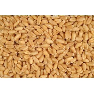 Fresh Wheat Grains