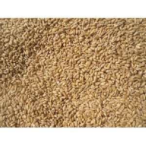 Raw Wheat Grain