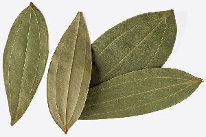 Cinnamomum Tamala