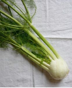 Fresh Fennel Bulbs