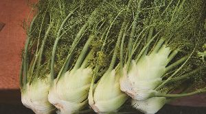 Organic Fresh Fennel