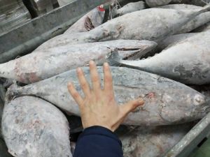 ALBACORE (THUNNUS ALALUNGA) SEMISASHIMI FROZEN METHOD ALBACORE (THUNNUS ALALUNGA) SEMISASHIMI FROZEN METHOD