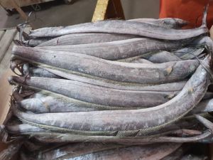 Frozen Ribbon Fish Frozen Ribbon Fish