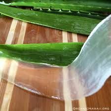 Aloe Vera Leaf