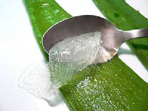 aloe vera pulp4