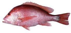 Crimson Snapper