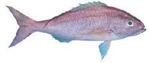 King Snapper Fish