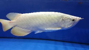 Platinum Crossback Fish