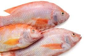 Tilapla Fish