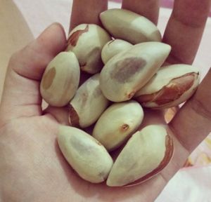 Jackfruit Seeds