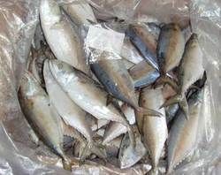 Marine Foods- mackerel fish