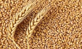 Indian Wheat Seeds