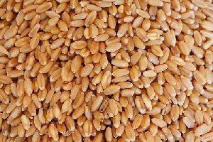 Raw Wheat Seeds