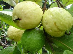 Hisar Surkha Guava