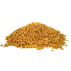 Pure Mustard Seeds