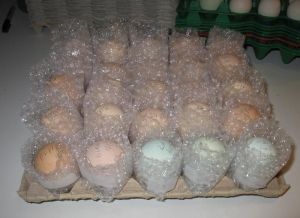 Broiler Hatching Eggs Cobb 500 & Ross 308