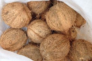 Fresh Semi Hushed Coconut