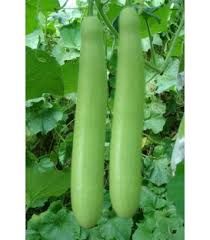 Fresh Bottle Gourd