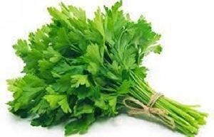 fresh coriander leaves