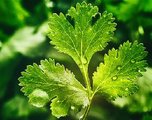 Natural Coriander Leaves