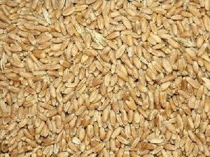 Dried Wheat Seeds