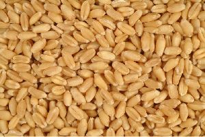 High Quality Wheat Seeds