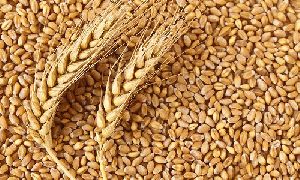 Indian Wheat Seeds