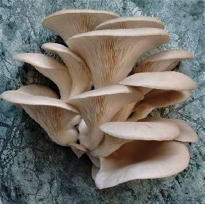 Fresh Organic Oyster Mushroom