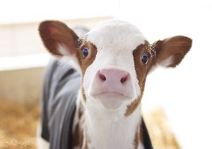 jersey cows dairy farm
