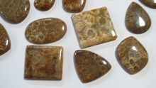 Fossil Coral Gemstone Loose Cabochons