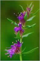 Hyssop