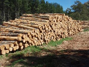 Pinewood - Logs and Sawn