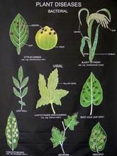 botany biology chart